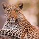 Leopard sitting on a rock, gazing into the camera with its gorgeous, golden eyes.